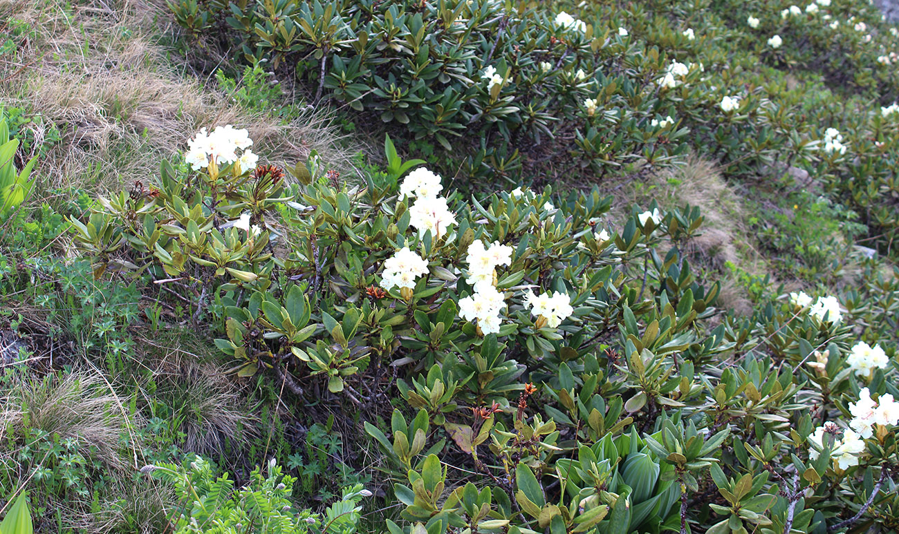 Image of Rhododendron caucasicum specimen.