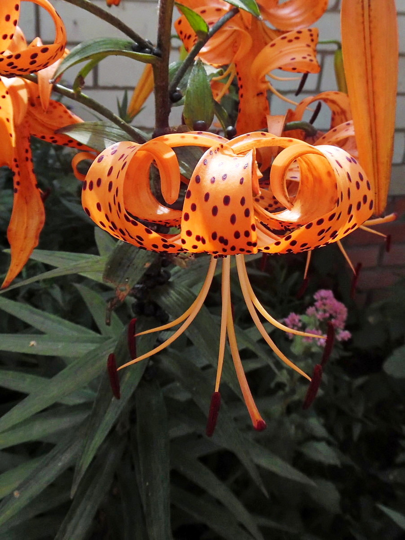 Image of Lilium lancifolium specimen.