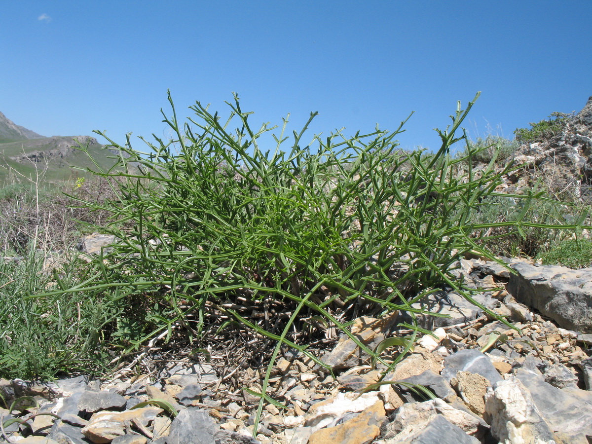 Изображение особи Ferula ceratophylla.