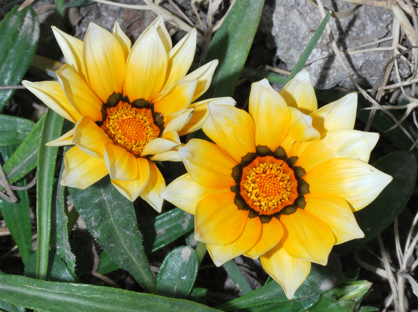 Image of Gazania &times; hybrida specimen.