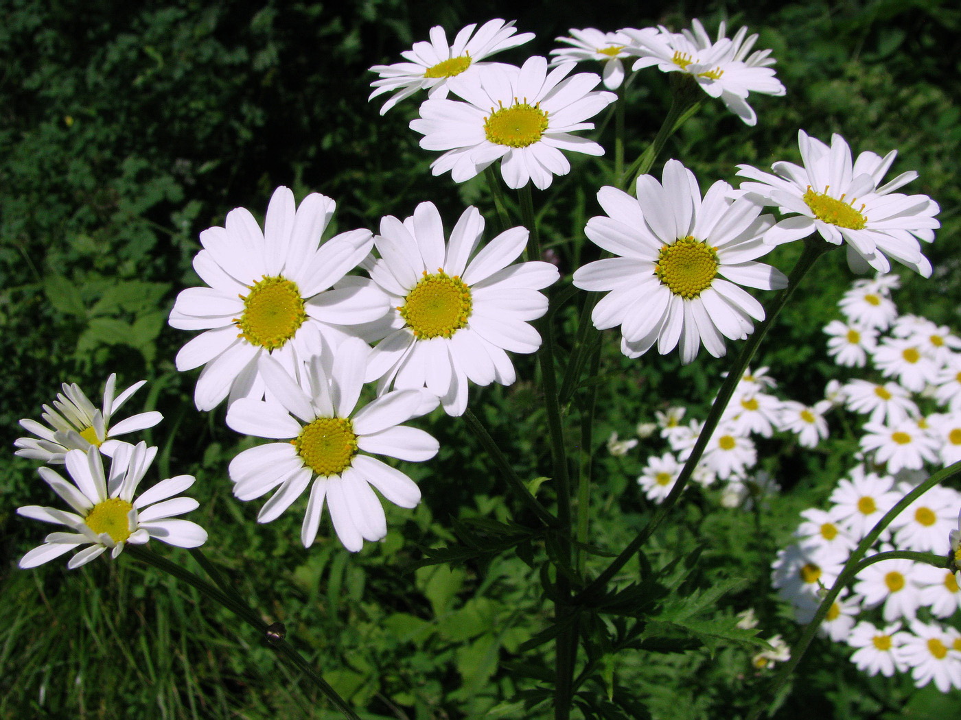 Image of Pyrethrum corymbosum specimen.