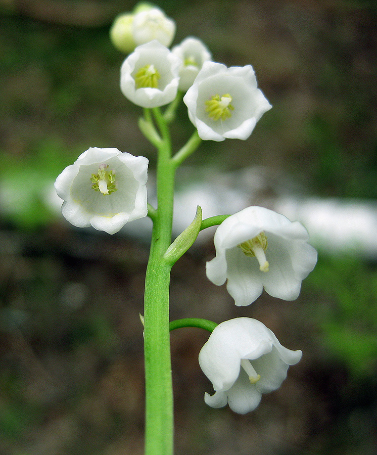 Image of Convallaria majalis specimen.