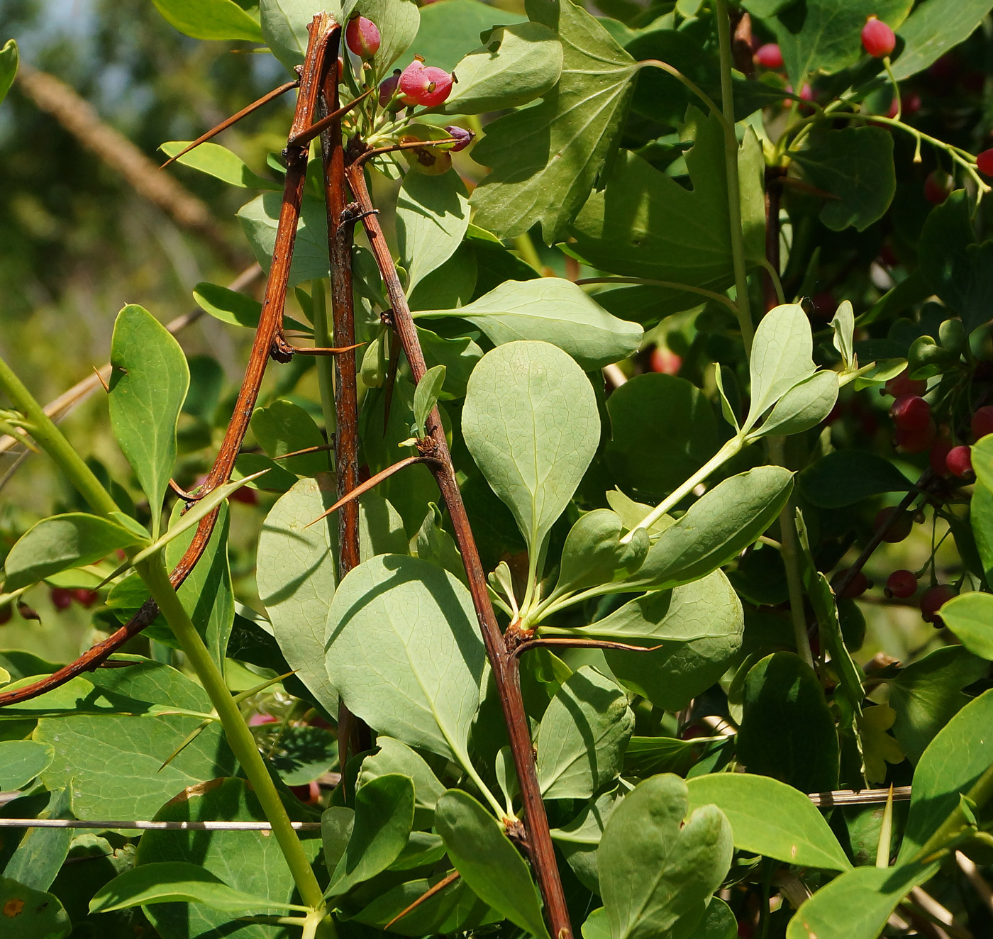 Image of Berberis sphaerocarpa specimen.