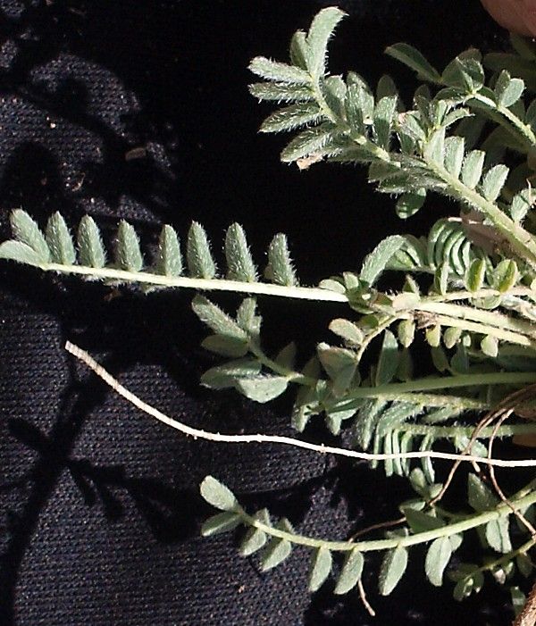 Изображение особи Astragalus humilis.