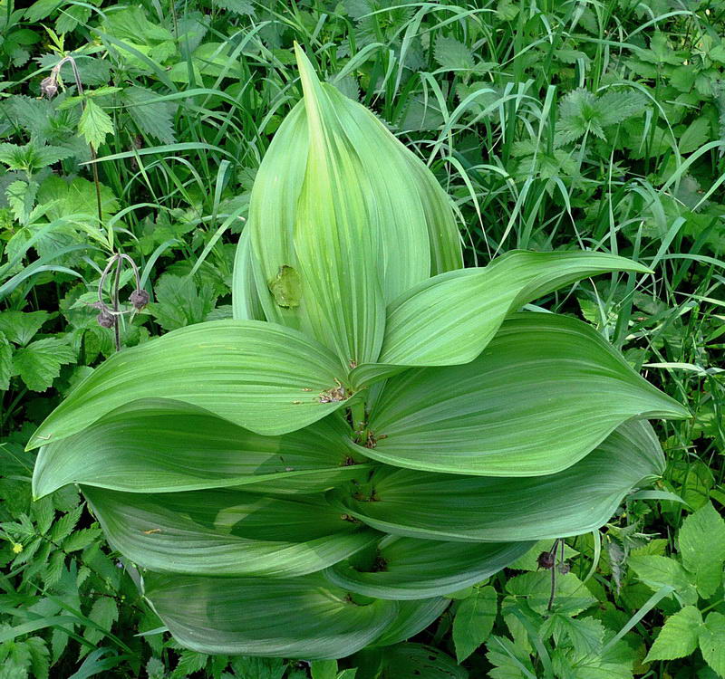 Изображение особи Veratrum lobelianum.