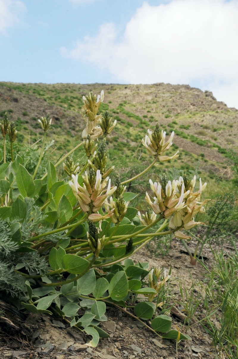 Изображение особи Astragalus megalomerus.