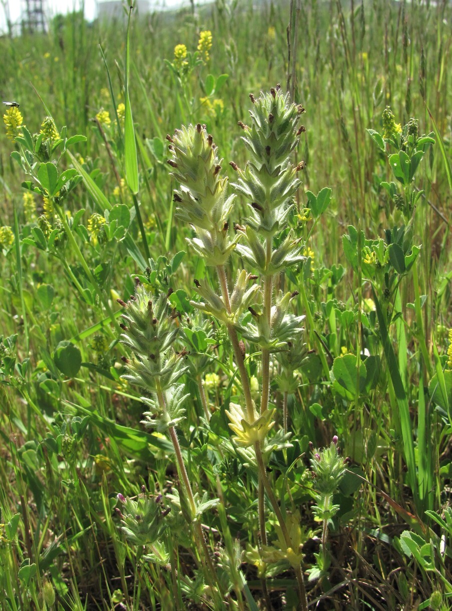 Image of Parentucellia latifolia specimen.