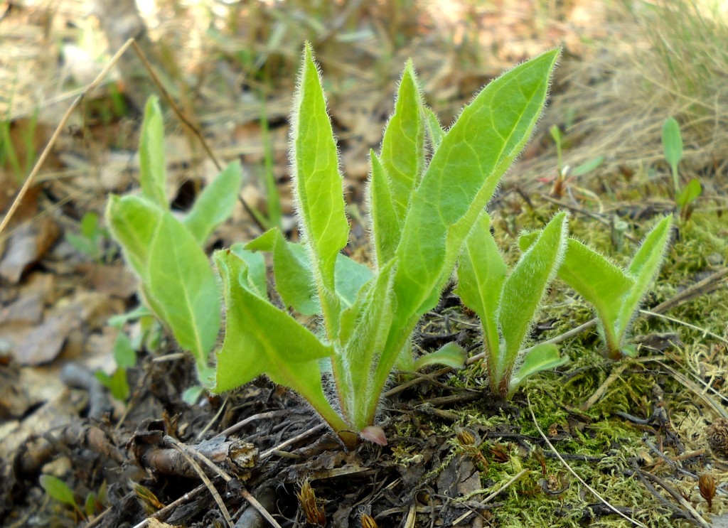 Изображение особи род Hieracium.