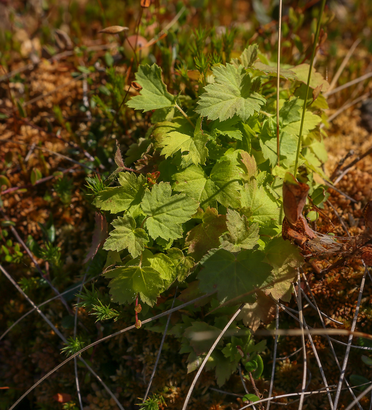 Image of Ribes spicatum specimen.