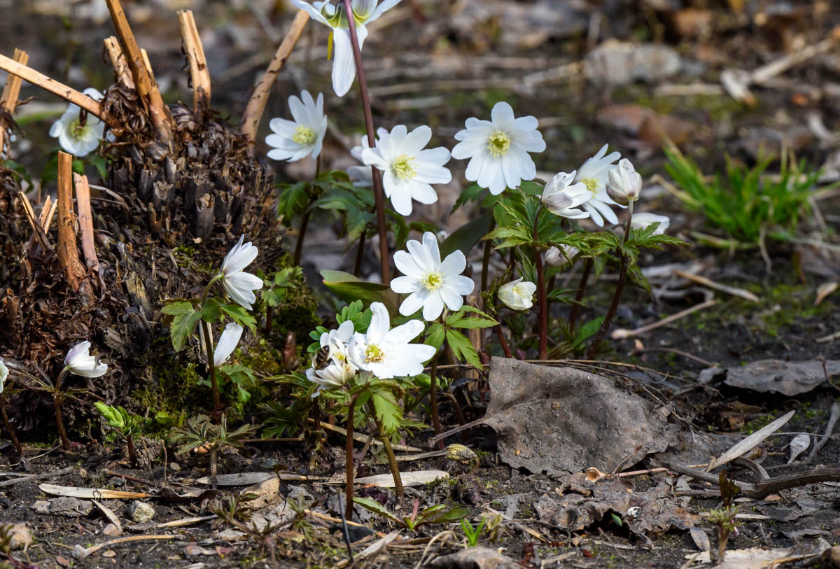 Изображение особи Anemone altaica.