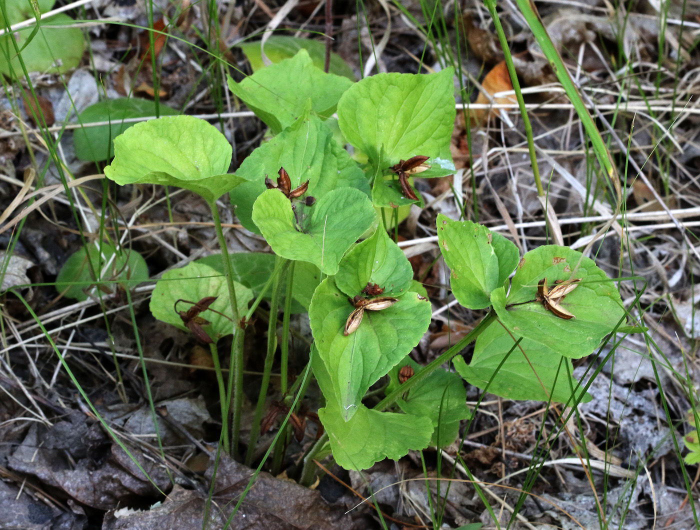 Изображение особи Viola mirabilis.