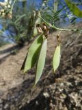 Vicia costata. Созревающие плоды. Республика Тыва, Эрзинский р-н, низовье р. Нарын, склон песчаного оврага. 23.07.2018.