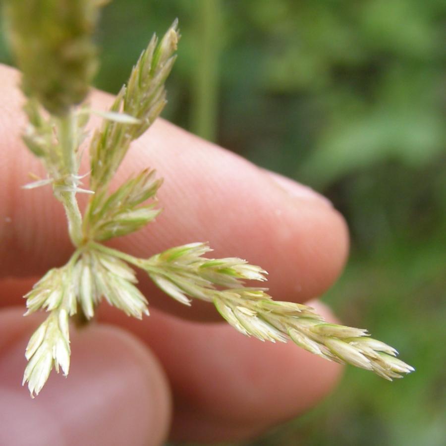 Image of Koeleria glauca specimen.