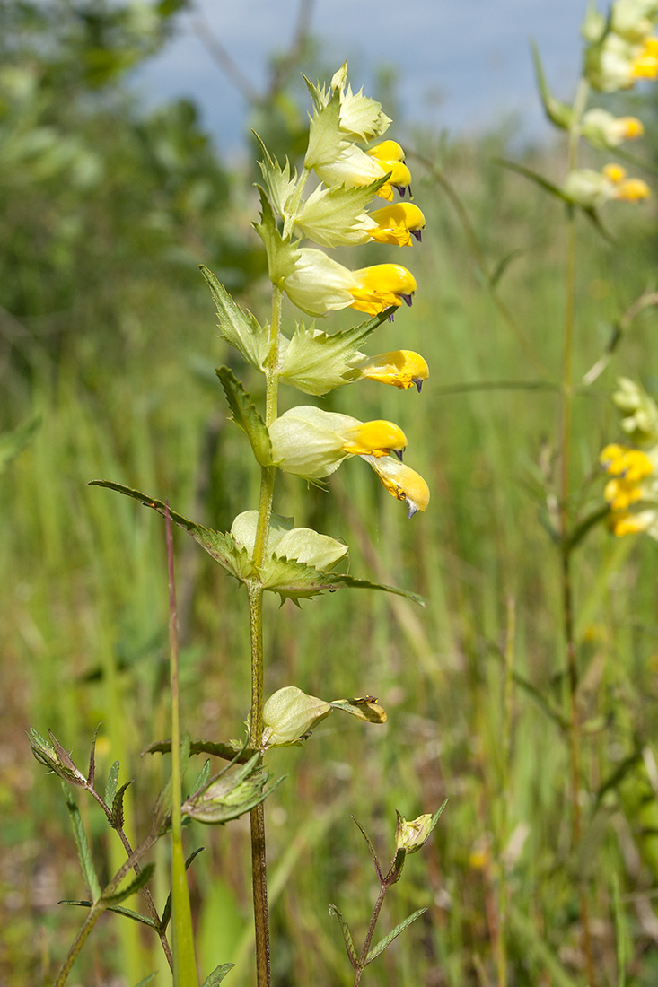 Image of Rhinanthus aestivalis specimen.