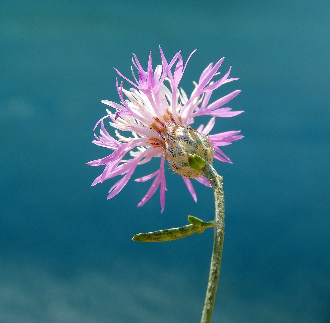 Изображение особи Centaurea caprina.