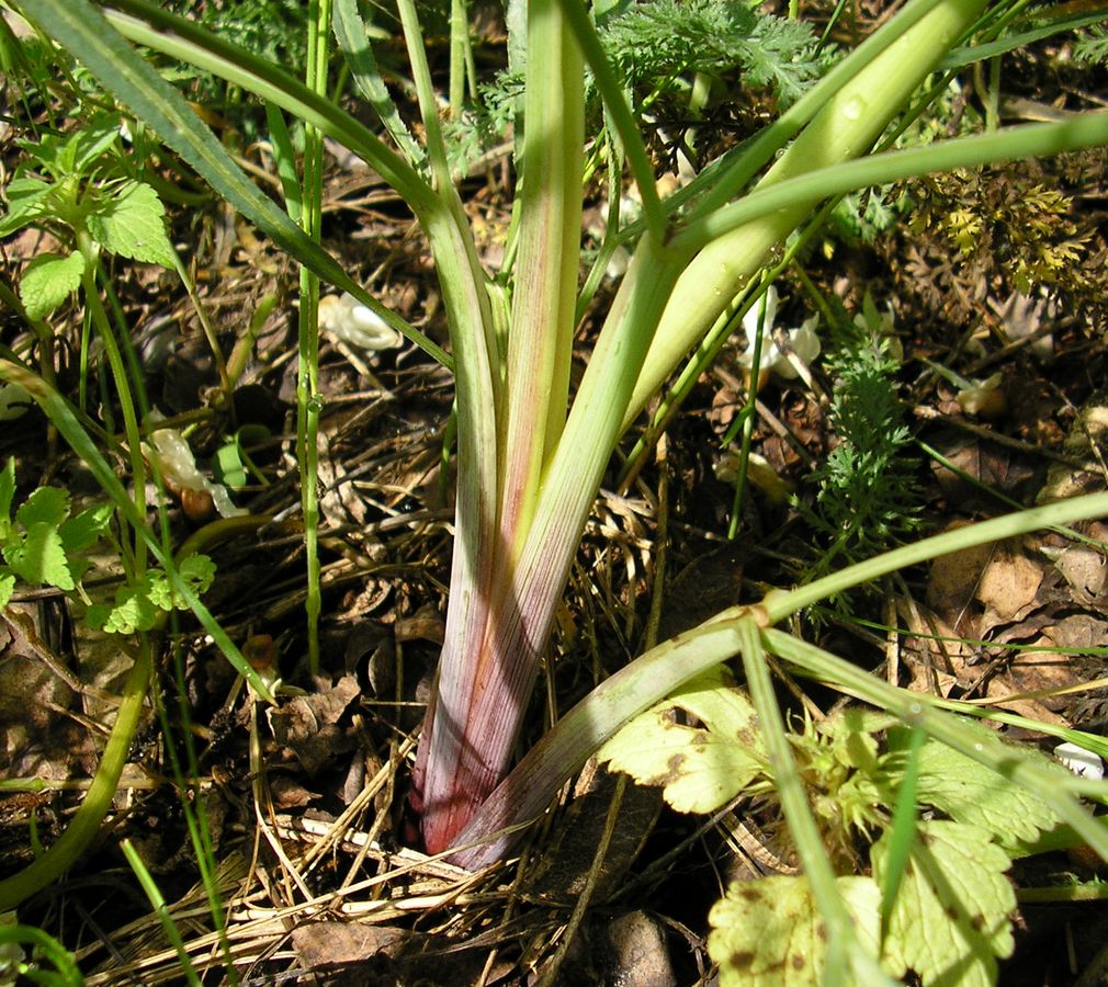 Изображение особи Falcaria vulgaris.