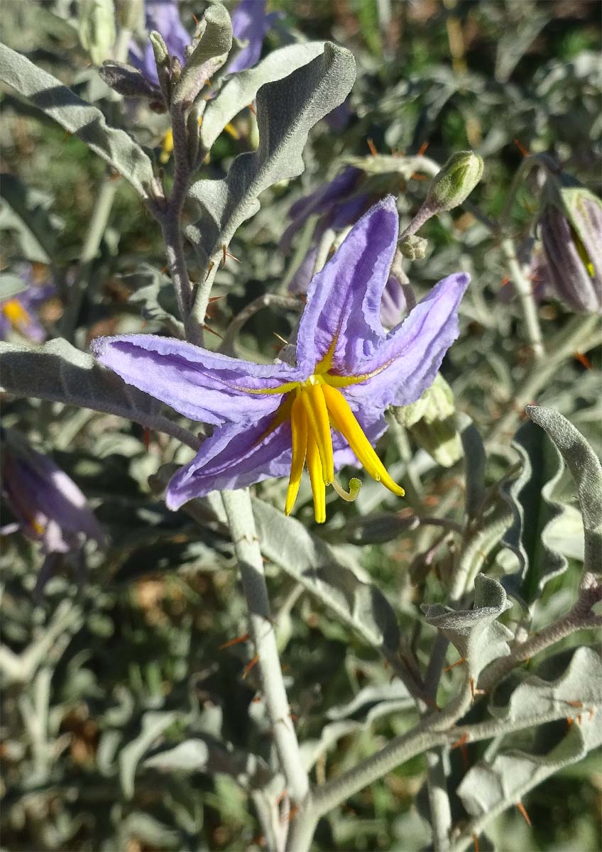 Image of Solanum elaeagnifolium specimen.