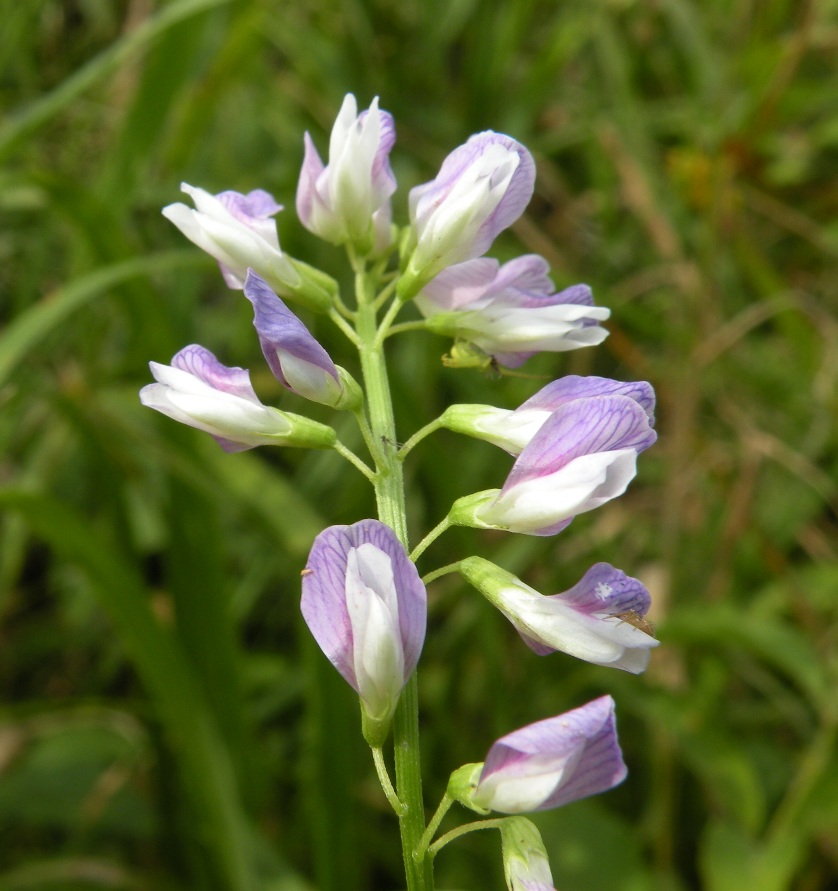 Image of Vicia biennis specimen.