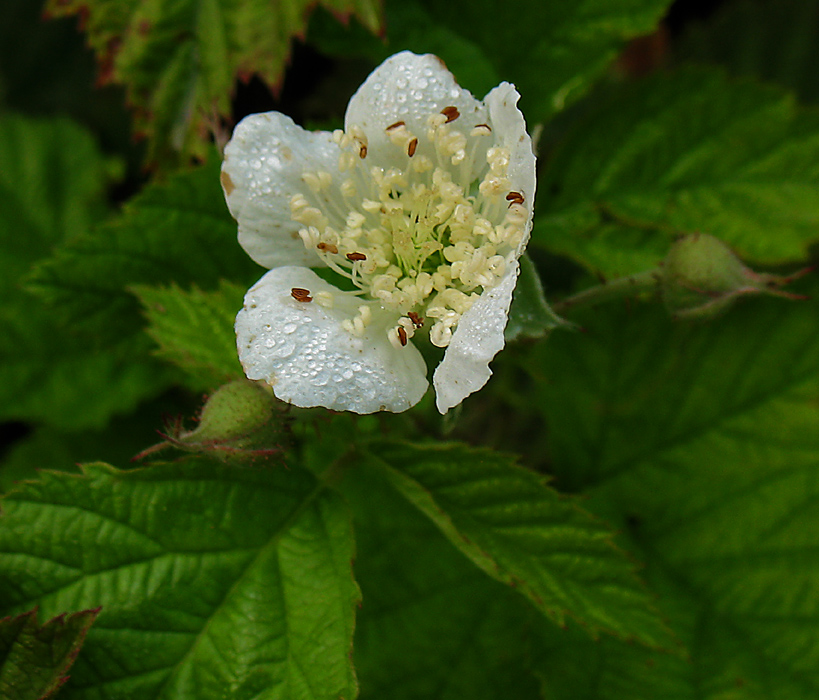 Image of Rubus caesius specimen.