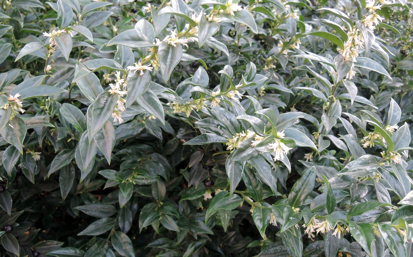 Image of genus Sarcococca specimen.