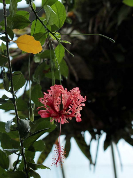 Изображение особи Hibiscus schizopetalus.