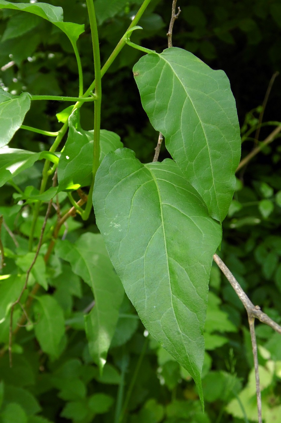 Image of Solanum dulcamara specimen.