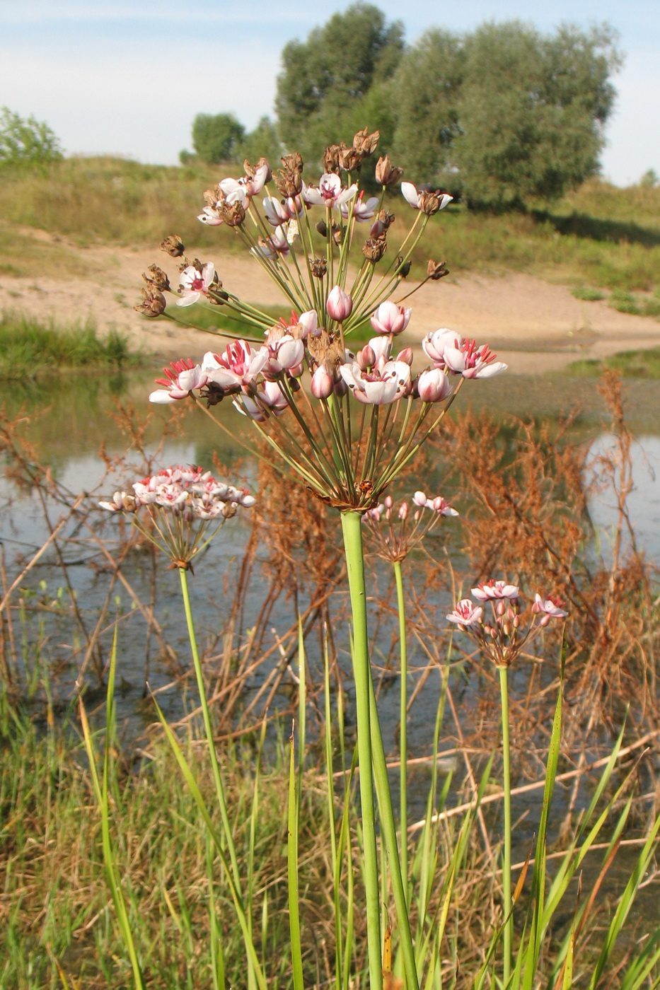 Image of Butomus umbellatus specimen.