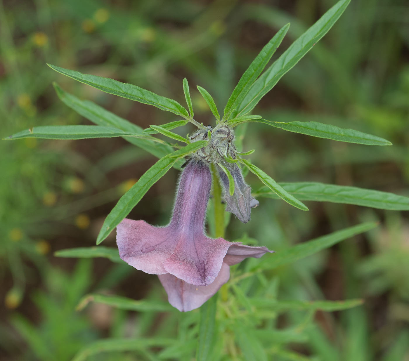 Изображение особи Sesamum triphyllum.