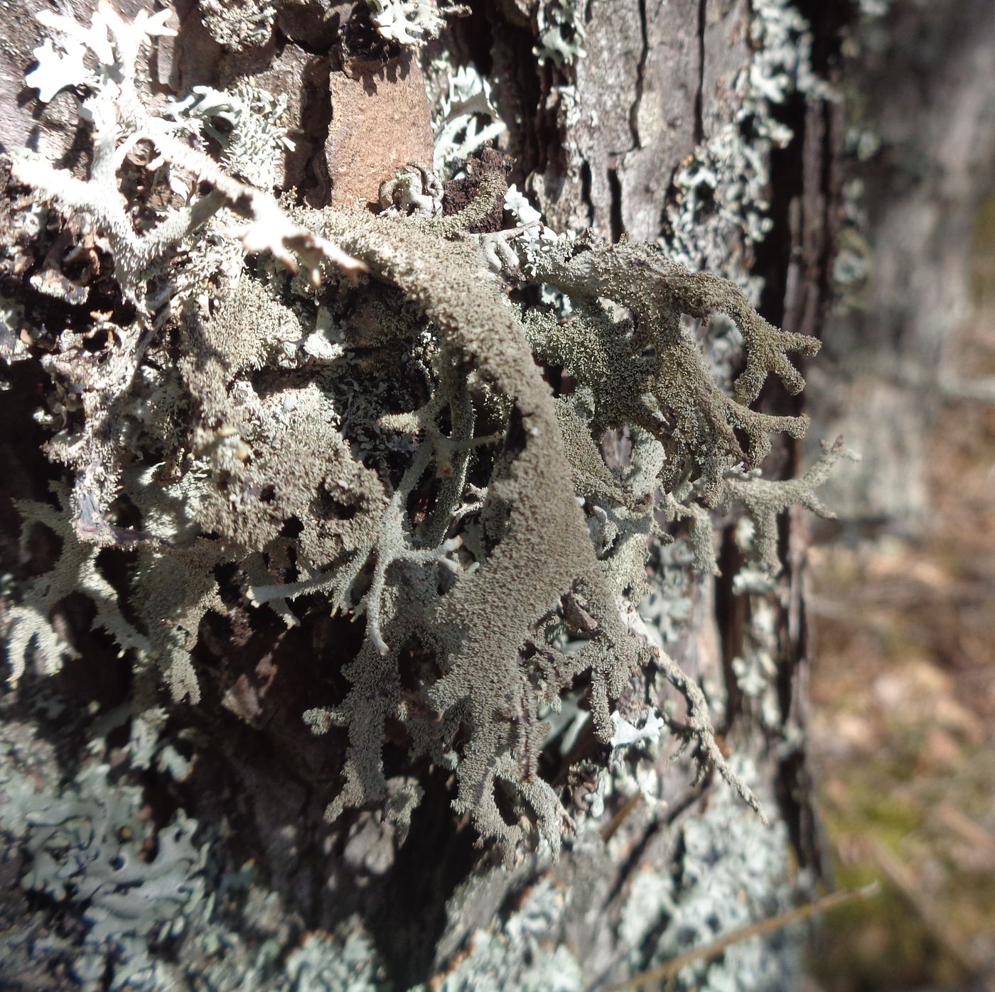 Image of genus Pseudevernia specimen.