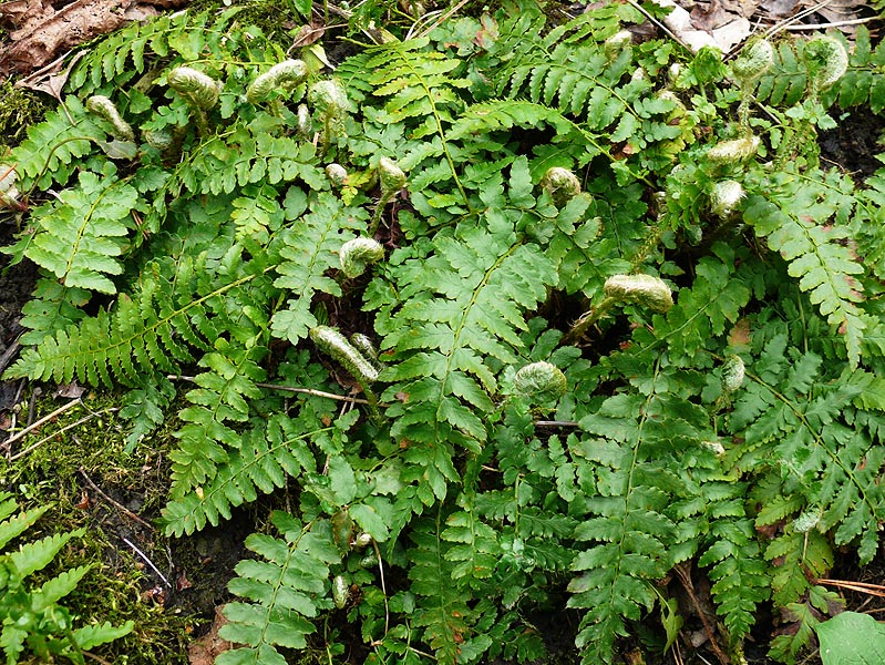 Image of Polystichum &times; luerssenii specimen.