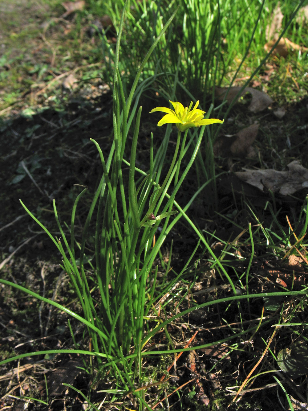 Image of Gagea spathacea specimen.