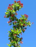 Acer tataricum