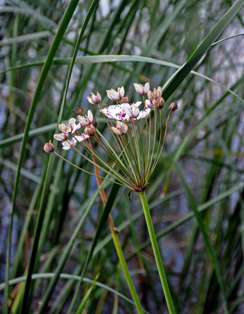 Изображение особи Butomus umbellatus.