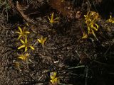 Sternbergia colchiciflora