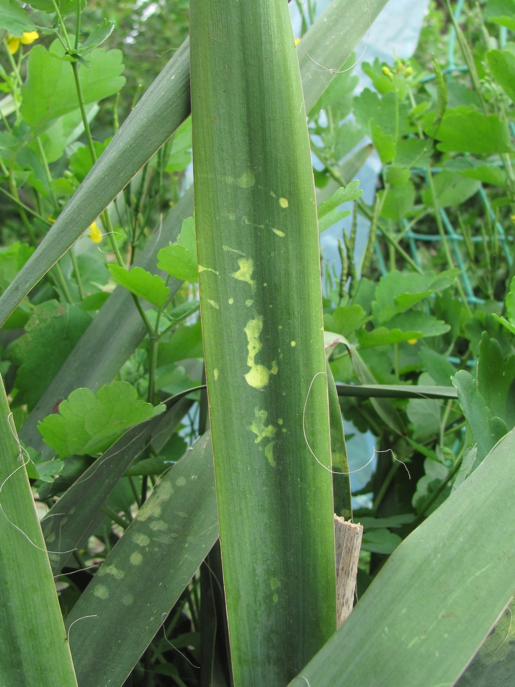 Image of Yucca filamentosa specimen.