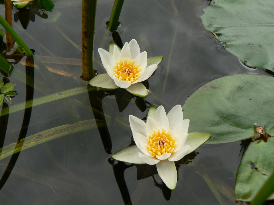 Image of Nymphaea tetragona specimen.