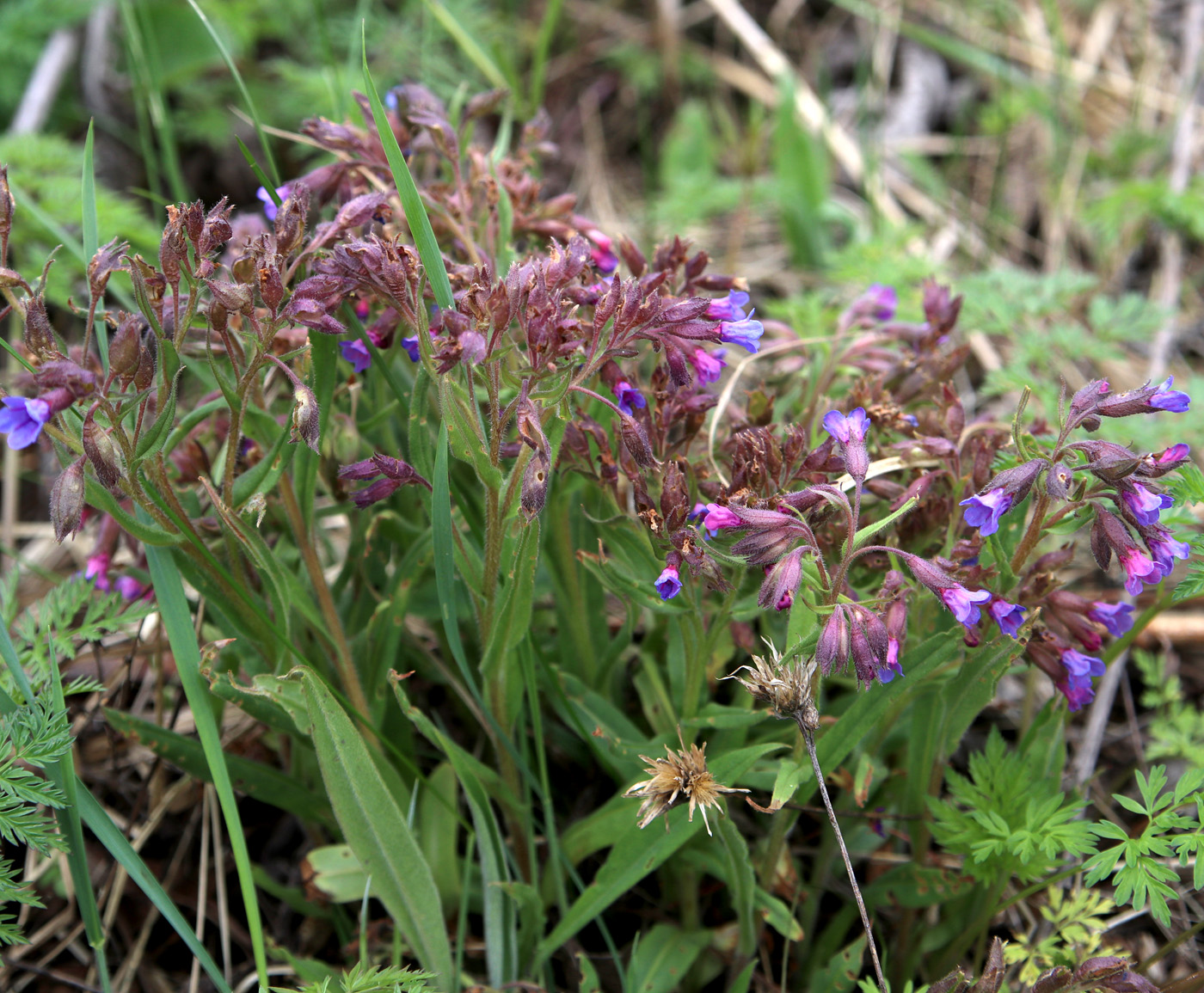 Изображение особи Pulmonaria angustifolia.