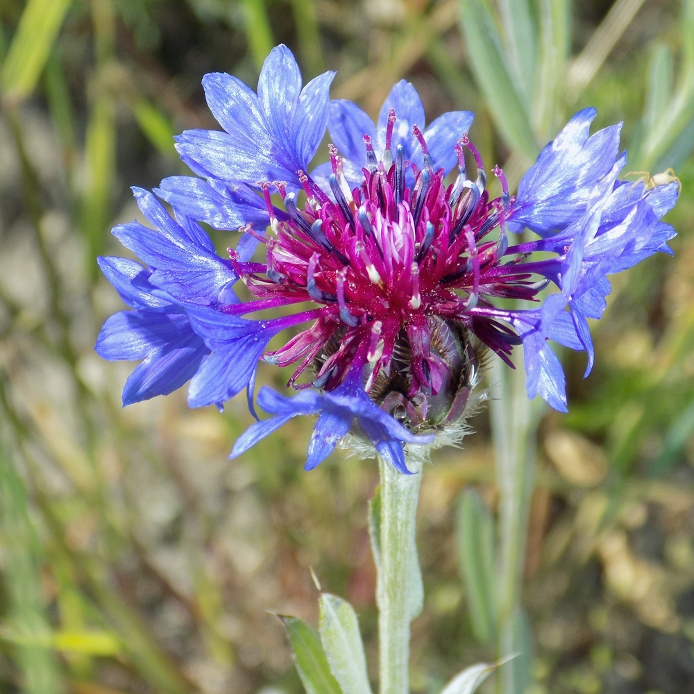 Изображение особи Centaurea czerkessica.