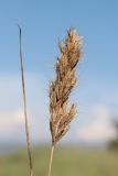 Bromus scoparius