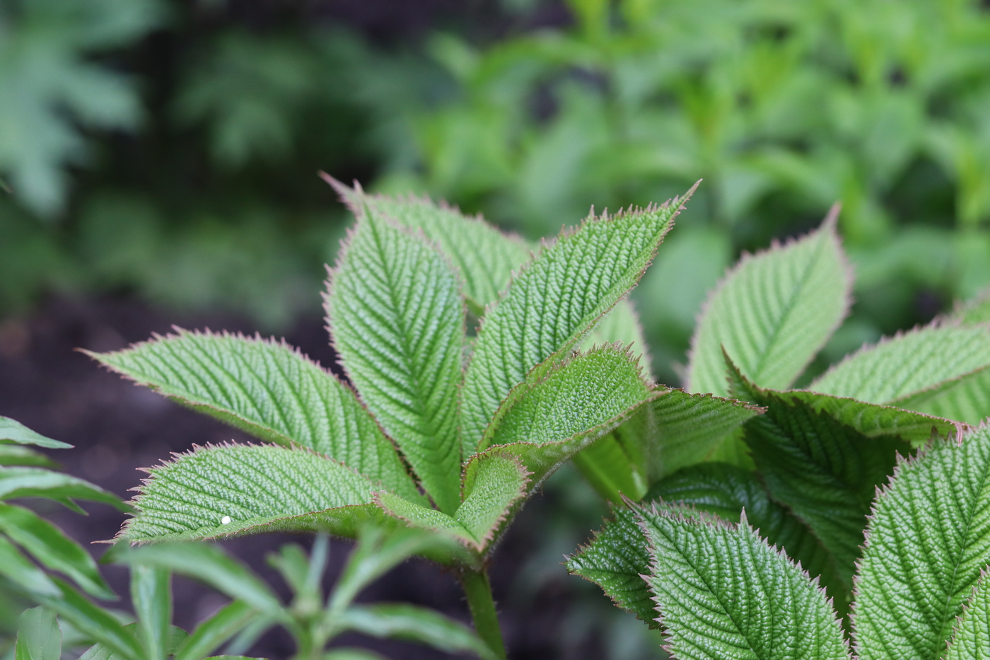 Изображение особи Rodgersia aesculifolia.