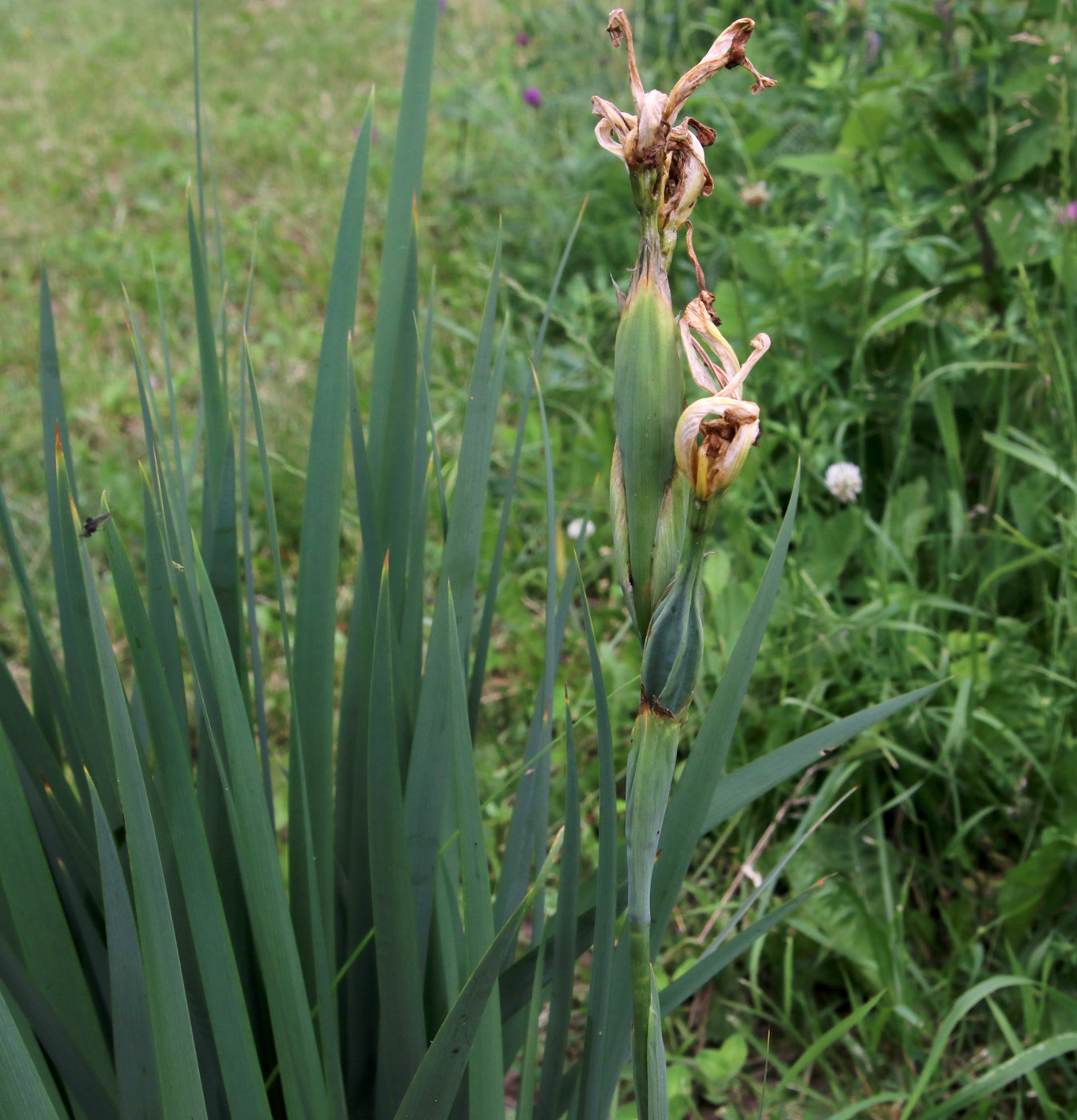 Image of genus Iris specimen.