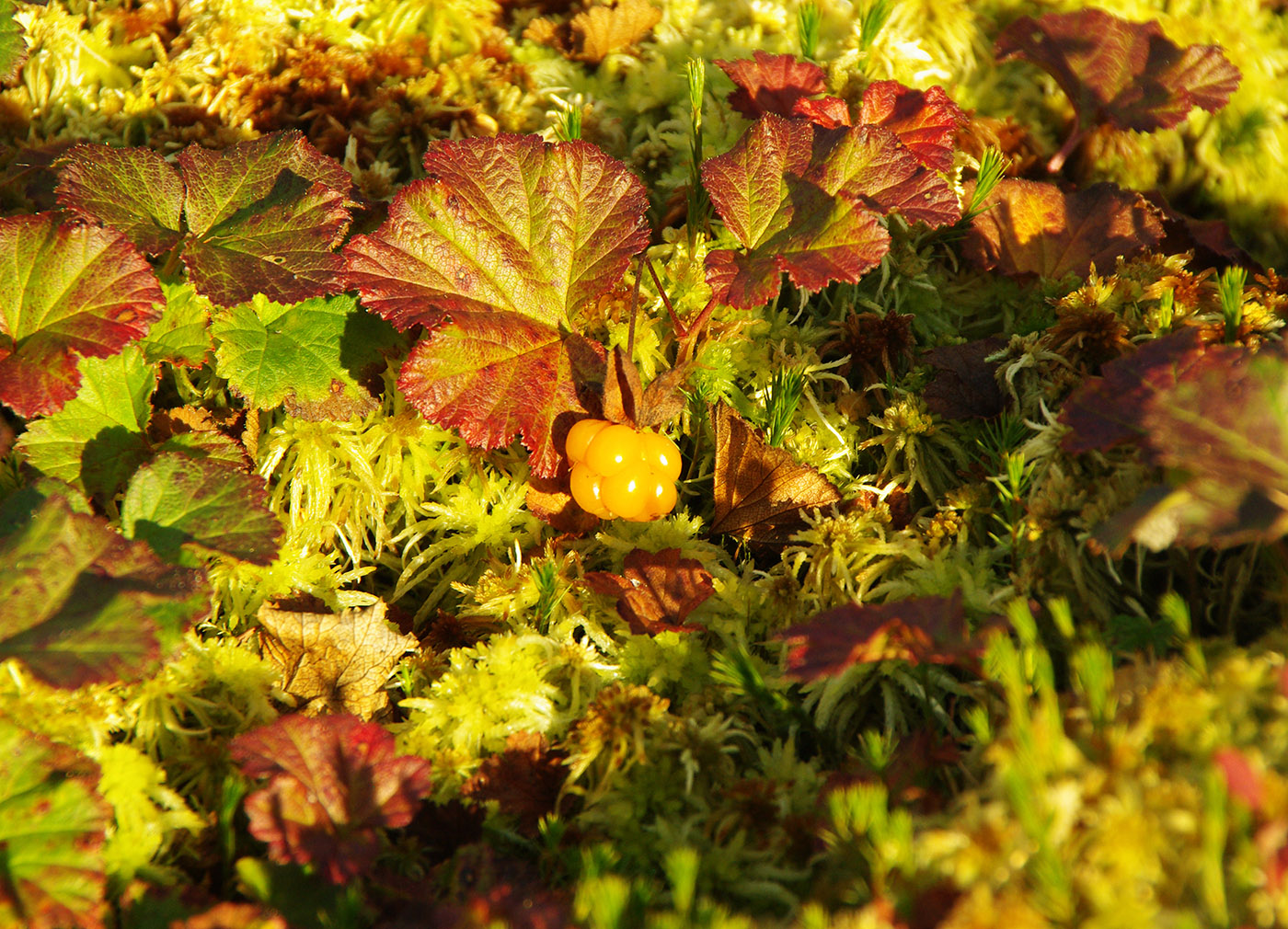 Image of Rubus chamaemorus specimen.