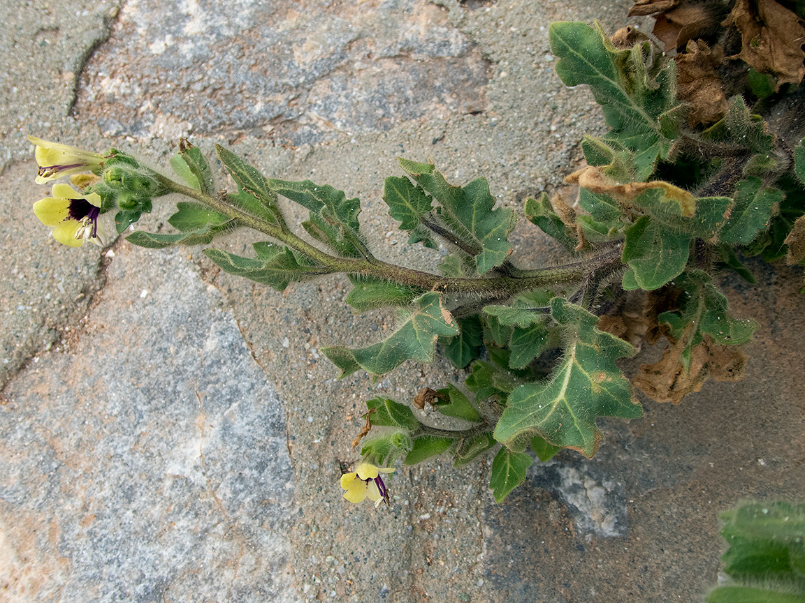 Изображение особи Hyoscyamus albus.