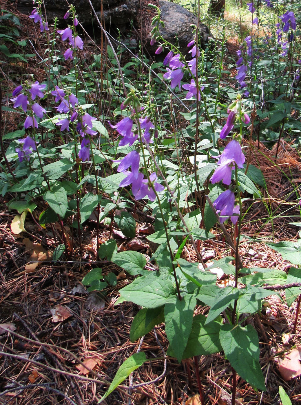 Image of Campanula rapunculoides specimen.