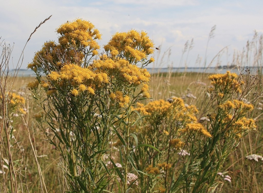 Image of Galatella biflora specimen.