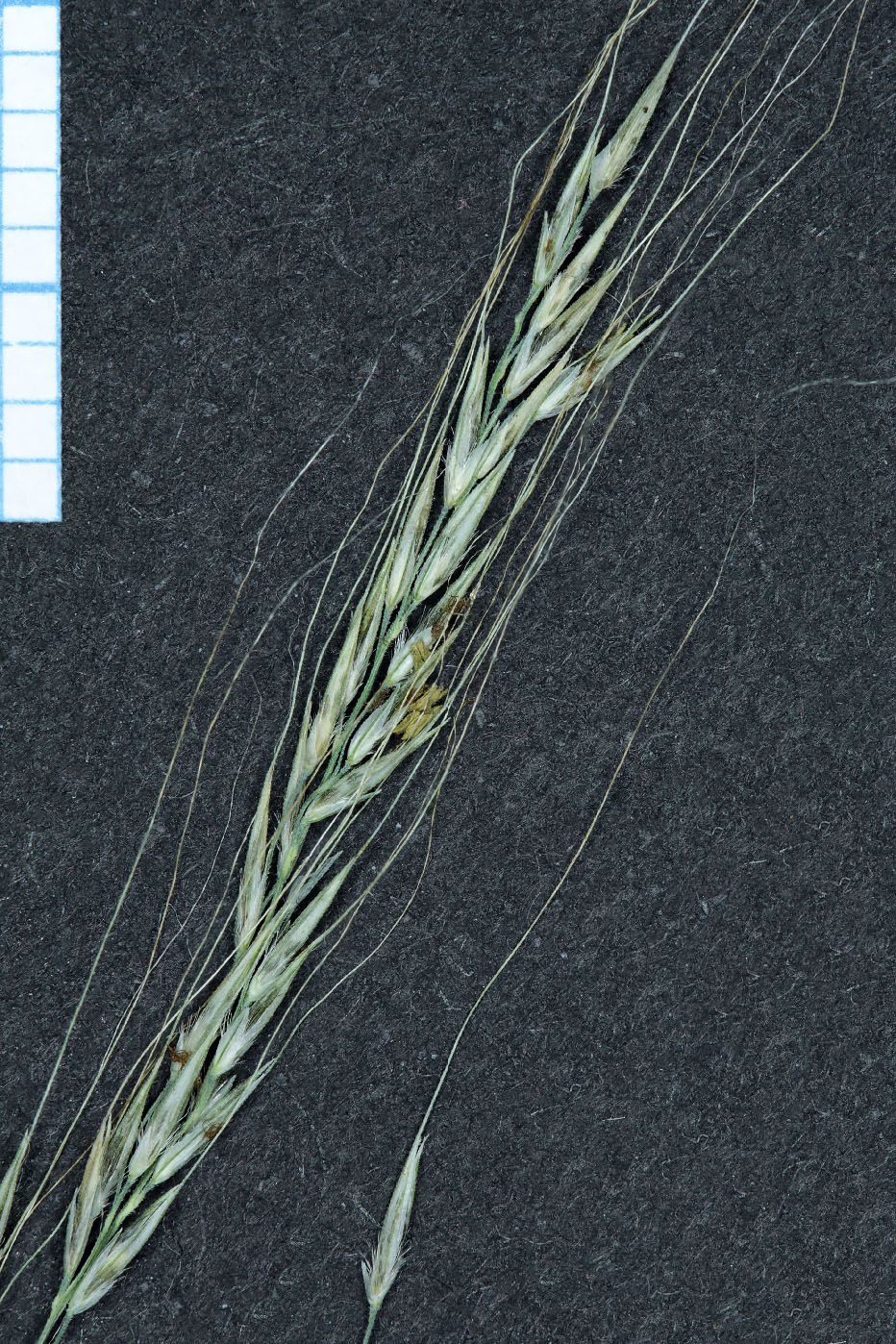 Image of Muhlenbergia huegelii specimen.