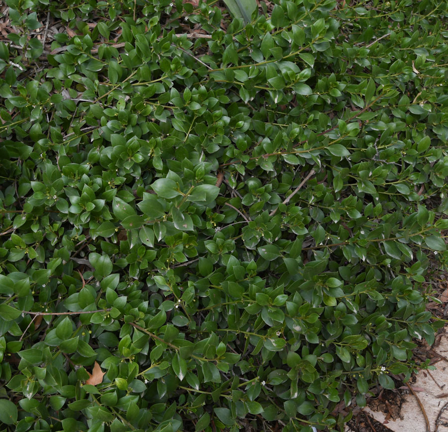 Image of genus Myoporum specimen.