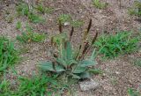 genus Plantago. Плодоносящее растение. Приморье, Партизанский р-н, бухта Триозерье, песчаный пляж. 08.08.2021.