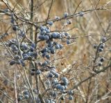 Prunus stepposa. Ветви с плодами. Краснодарский край, склон над р. Ея у станицы Шкуринская, балочная степь. 06.11.2010.