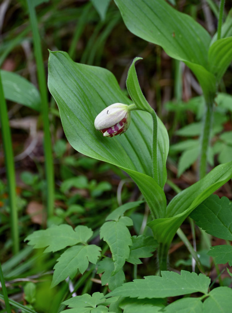 Image of Cypripedium guttatum specimen.